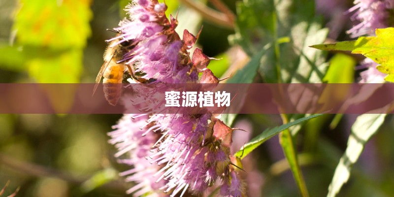 蜜源植物 蜜源植物
