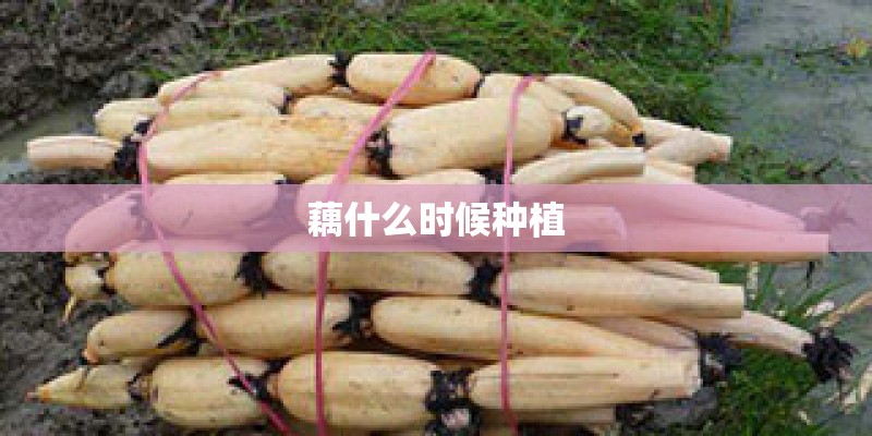 藕什么时候种植