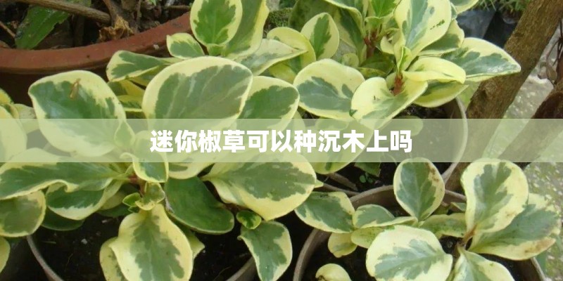 迷你椒草可以种沉木上吗
