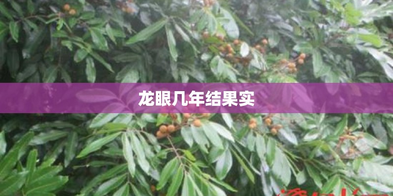 龙眼几年结果实
