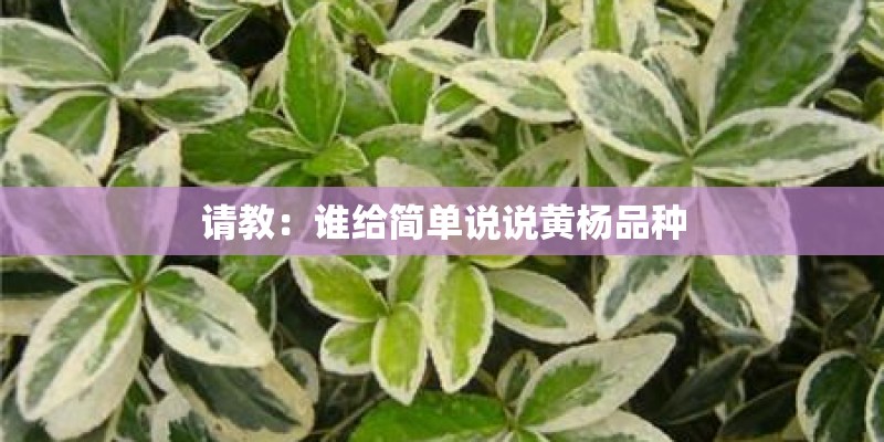 请教：谁给简单说说黄杨品种