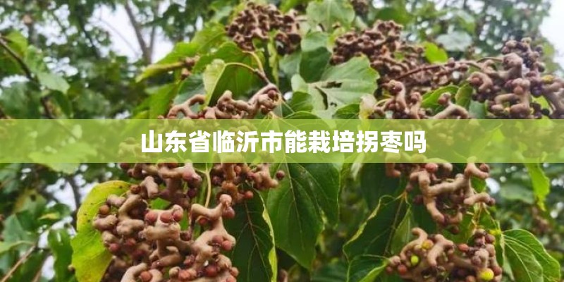 山东省临沂市能栽培拐枣吗