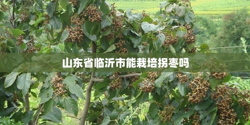 山东省临沂市能栽培拐枣吗