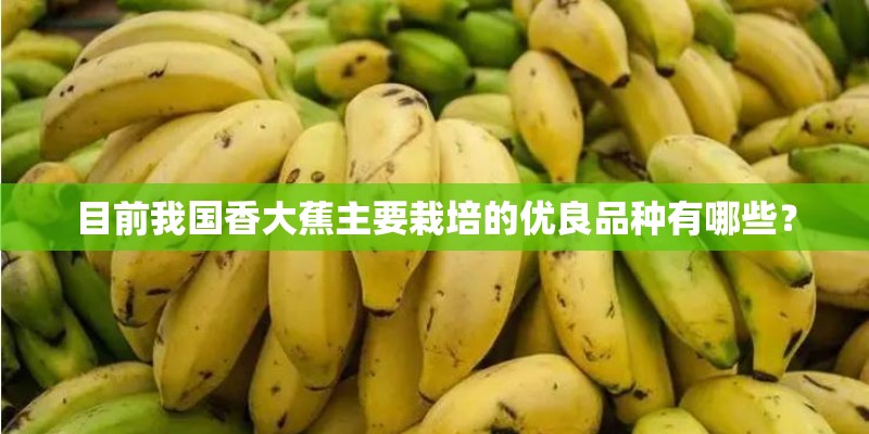 目前我国香大蕉主要栽培的优良品种有哪些? 目前我国香大蕉主要栽培的优良品种有哪些?