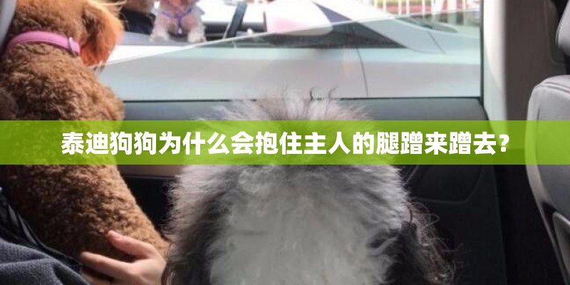 泰迪狗狗为什么会抱住主人的腿蹭来蹭去? 泰迪狗狗为什么会抱住主人的腿蹭来蹭去?