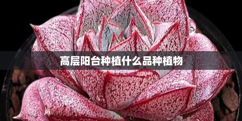 高层阳台种植什么品种植物