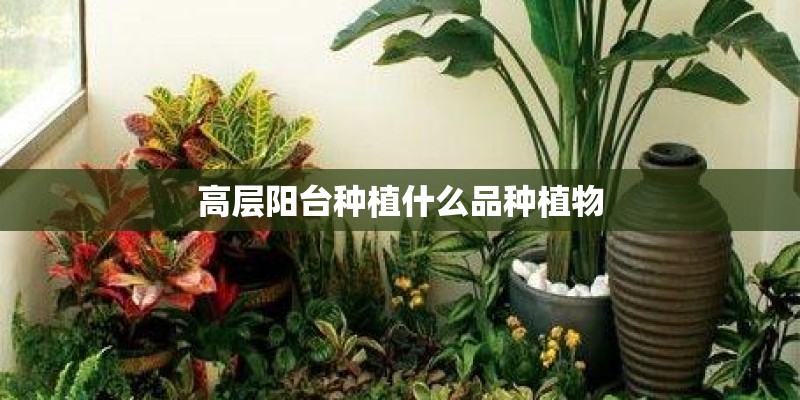 高层阳台种植什么品种植物 高层阳台种植什么品种植物