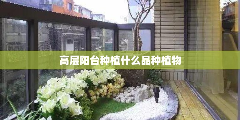 高层阳台种植什么品种植物 高层阳台种植什么品种植物