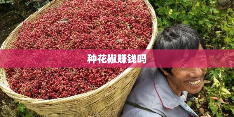 种花椒赚钱吗
