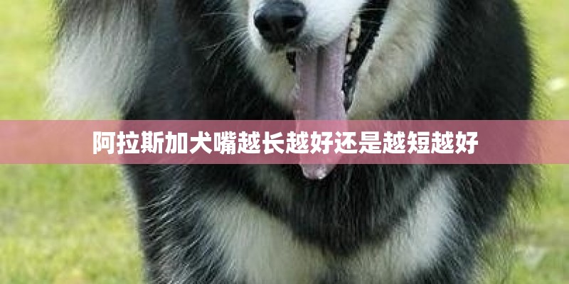 阿拉斯加犬嘴越长越好还是越短越好