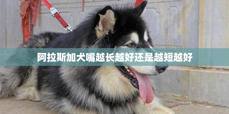 阿拉斯加犬嘴越长越好还是越短越好