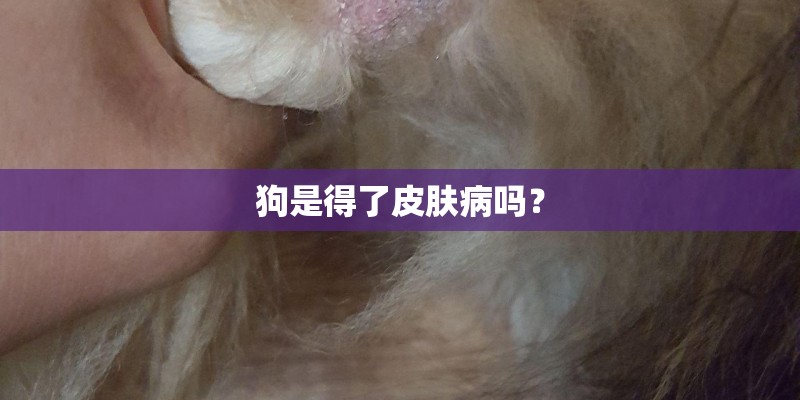 狗是得了皮肤病吗？