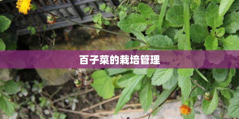 百子菜的栽培管理
