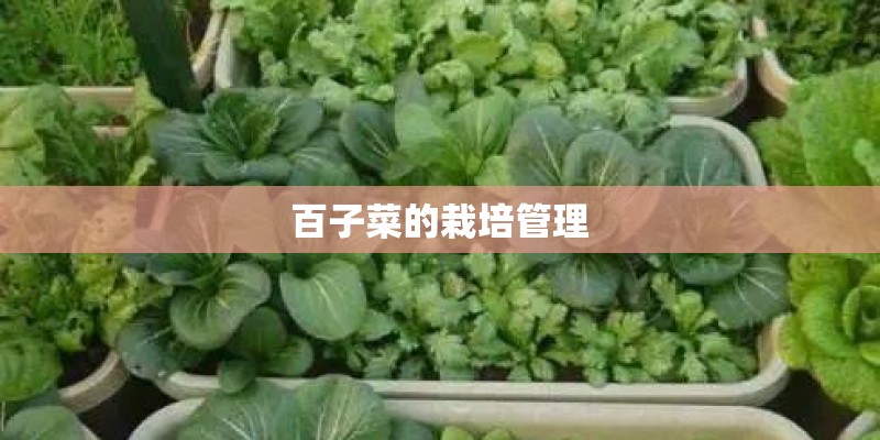 百子菜的栽培管理