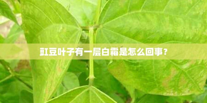 豇豆叶子有一层白霜是怎么回事？