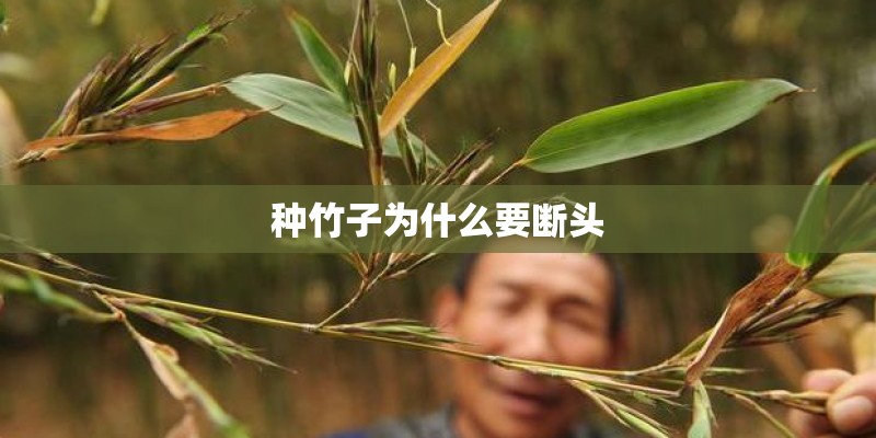 种竹子为什么要断头