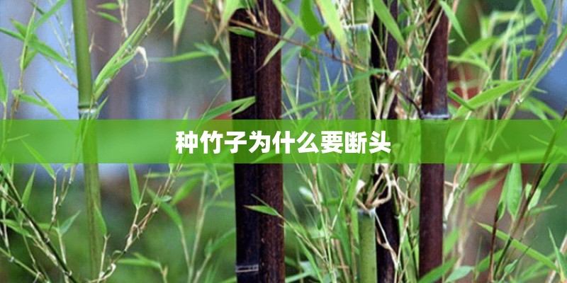 种竹子为什么要断头