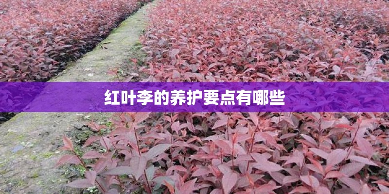 红叶李的养护要点有哪些