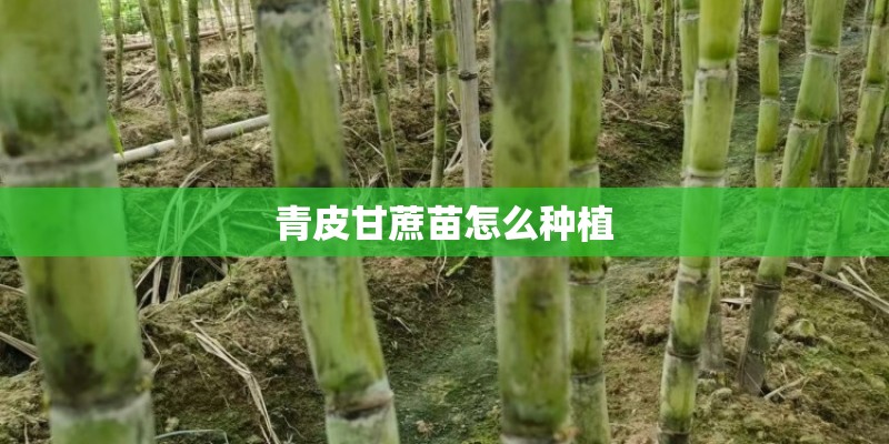 青皮甘蔗苗怎么种植