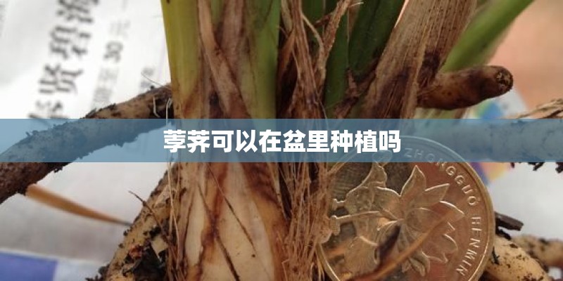 荸荠可以在盆里种植吗