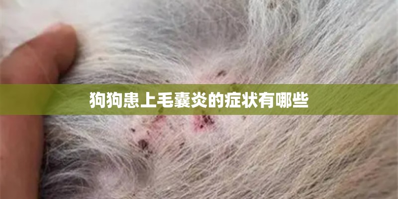 狗狗患上毛囊炎的症状有哪些