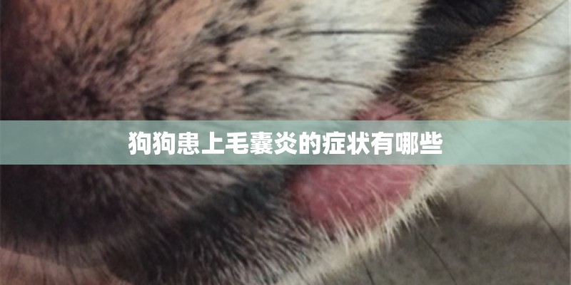 狗狗患上毛囊炎的症状有哪些