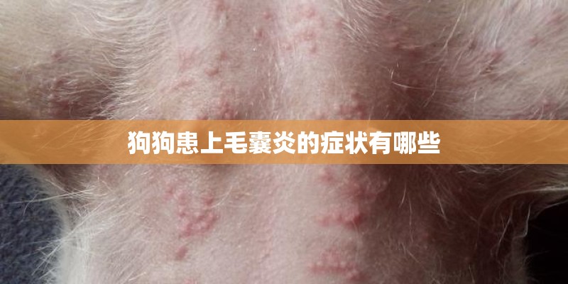 狗狗患上毛囊炎的症状有哪些