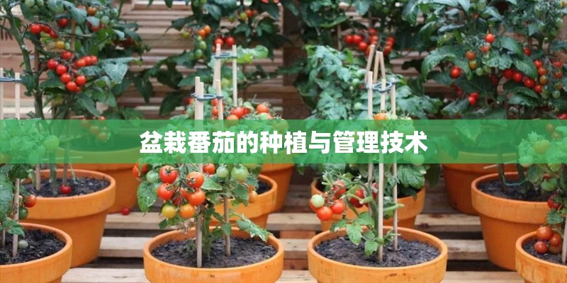 盆栽番茄的种植与管理技术