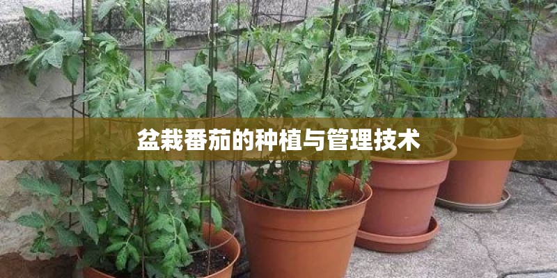 盆栽番茄的种植与管理技术