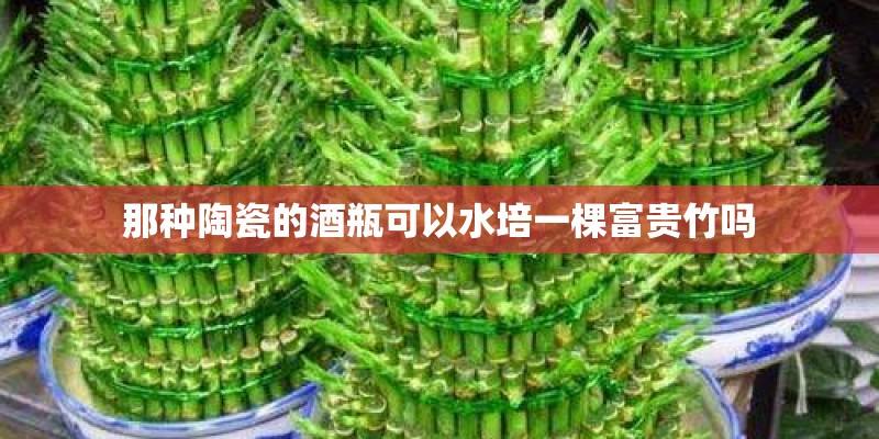 那种陶瓷的酒瓶可以水培一棵富贵竹吗