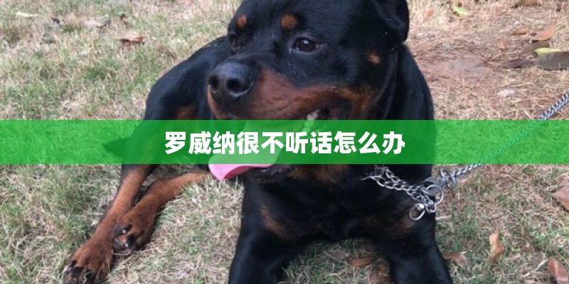 罗威纳很不听话怎么办