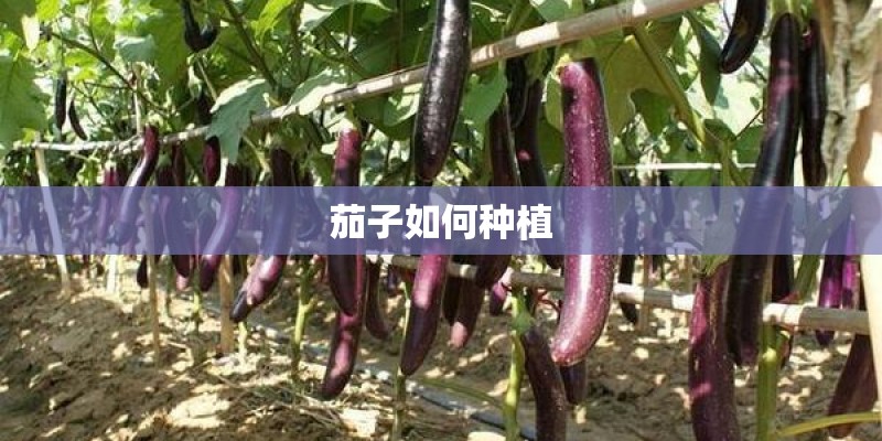 茄子如何种植