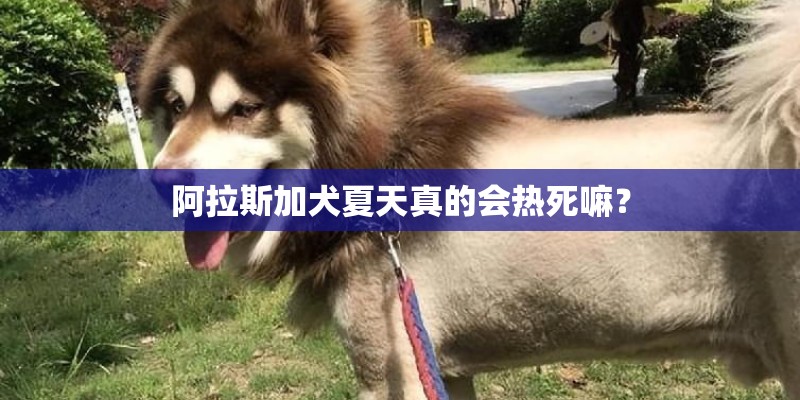 阿拉斯加犬夏天真的会热死嘛？