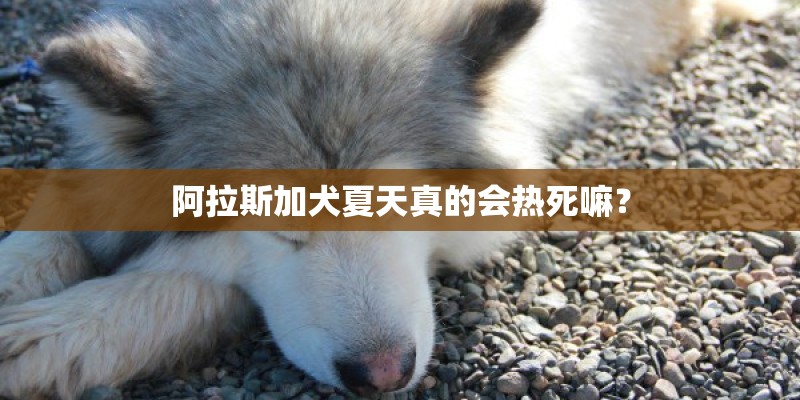 阿拉斯加犬夏天真的会热死嘛？