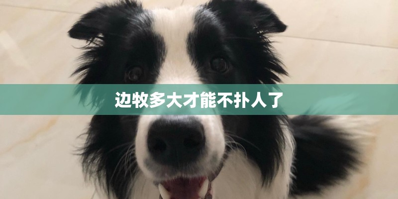 边牧多大才能不扑人了