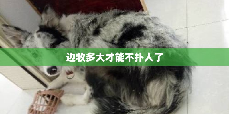 边牧多大才能不扑人了 边牧多大才能不扑人了