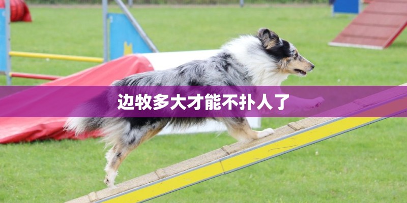 边牧多大才能不扑人了 边牧多大才能不扑人了