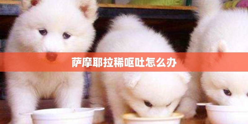 萨摩耶拉稀呕吐怎么办