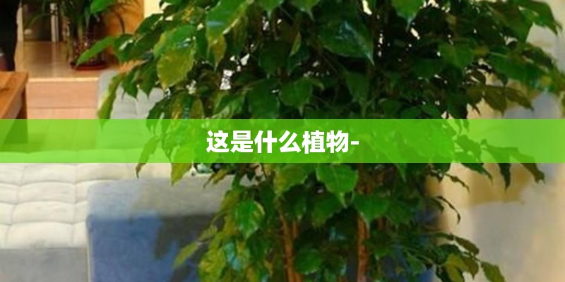 这是什么植物-
