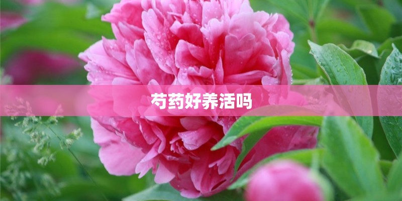 芍药好养活吗