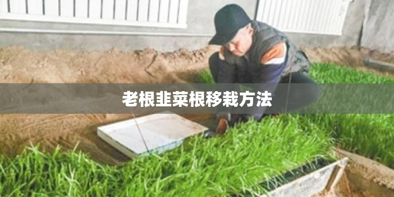 老根韭菜根移栽方法