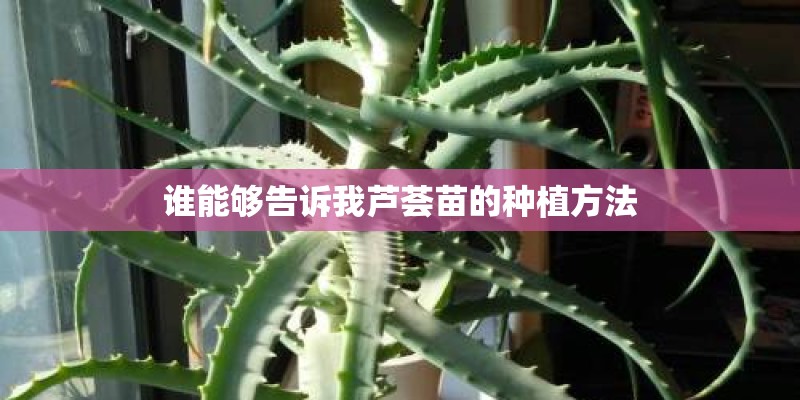 谁能够告诉我芦荟苗的种植方法
