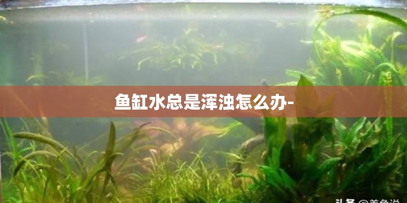 鱼缸水总是浑浊怎么办-