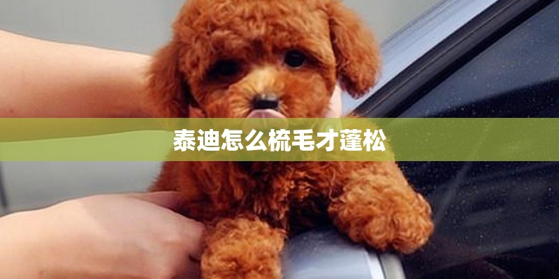 泰迪怎么梳毛才蓬松