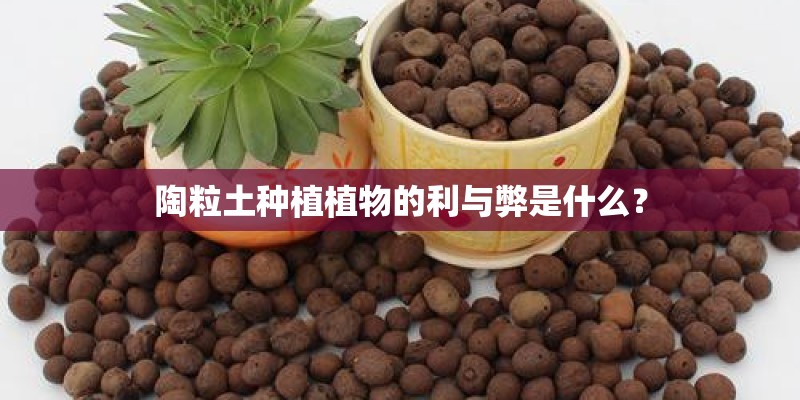陶粒土种植植物的利与弊是什么？