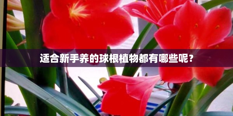 适合新手养的球根植物都有哪些呢？