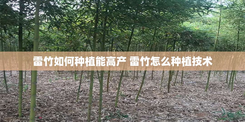 雷竹如何种植能高产 雷竹怎么种植技术