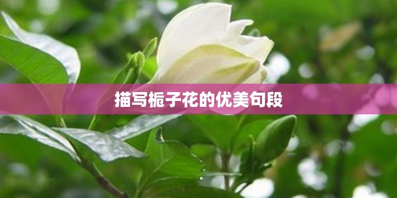 描写栀子花的优美句段