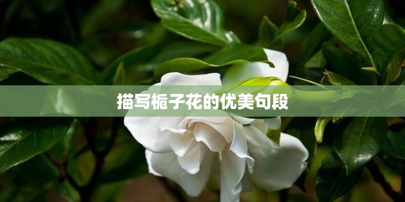 描写栀子花的优美句段