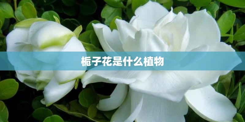 栀子花是什么植物